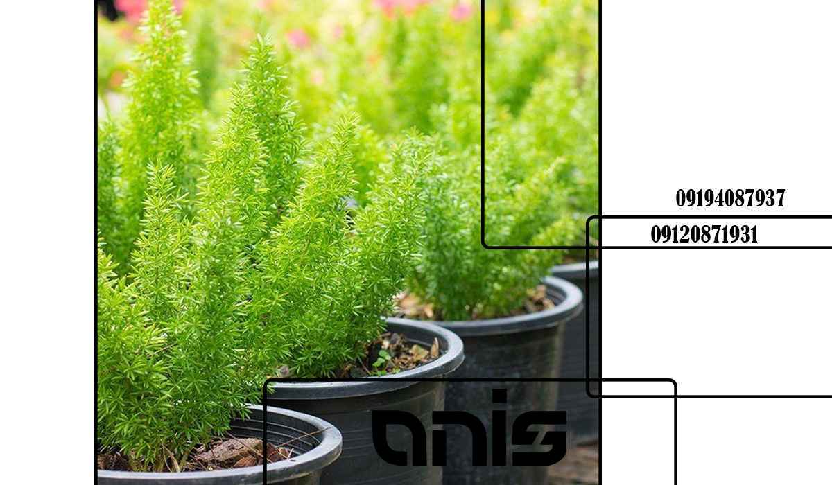 گلدان گلخانه ای